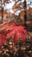 Wall Mural - red maple leaf