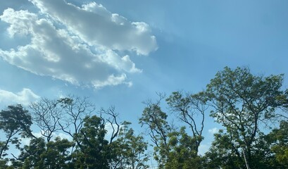 sky and tree, photo taken big trees spreading branches and clear blue sky in the city, Bangkok Thailand