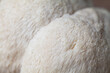 © JoannaTkaczuk - Lion's mane - Hericium erinaceus, medicinal mushroom used to support memory and brain cognitive functions.