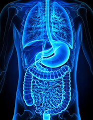 medical image of the digestive tract, stomach and intestines, blue image