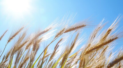 Naklejka na meble A close-up shot of barley grains swaying in the breeze under a bright blue sky.