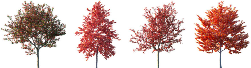 set of сrataegus persimilis and nyssa sinensis (chinese tupelo) autumn frontal isolated png on a tra