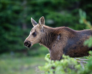 a baby moose calf in rocky mountain national park, colorado.