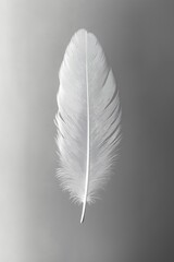 A delicate white feather resting against a smooth gray background in soft morning light