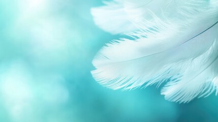 Poster - A close-up of delicate white feathers against a soft blue background, creating a serene atmosphere.