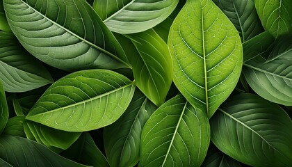 This closeup image of verdant leaves, bursting with color and detail, emphasizes the calming and refreshing nature of the natural world.