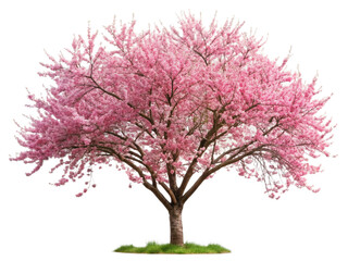 Wall Mural - Ornamental tree flowering plum tree isolated on transparent background