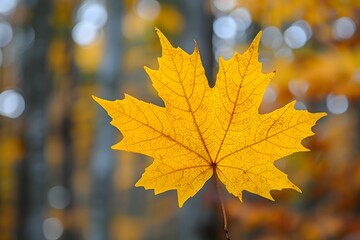 Autumn Maple Leaf in Nature: Seasonal Concept for Fall Design and Decor