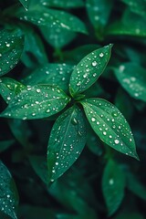 Sticker - Close up of Green Leaves with Dew Drops, Nature Texture