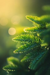 Sticker - Close up of green pine needles with sun shining through leaves. Nature background with soft sunlight, vibrant green, and blurred background