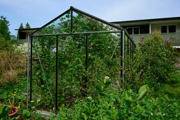 Glass house greenhouse in the garden courtyard. Plants growing in green glass house at spring time. Landscape garden design. Greenhouse for growing plant seedlings.      