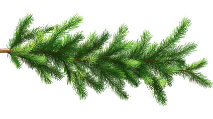 Detailed Close-Up of Coniferous Tree Branch with Needle-Like Leaves Radiating from Central Stem, Perfect for Botanical Studies or Holiday-Themed Designs