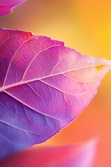 Poster - Purple and pink leaf with veins close up macro, natural background for graphic design, autumn season, nature textures