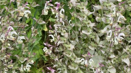 Poster - Stems of blooming clary sage among the other tall grass