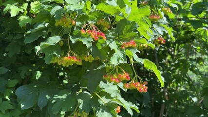 Wall Mural - Branches of viburnum with unripe berries in sunny day