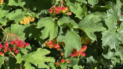 Wall Mural - Branches of viburnum with unripe berries in sunny day