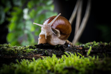 garden snail on moss in the forest