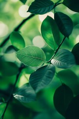 Wall Mural - Close up of Vibrant Green Leaves in a Lush Forest Setting