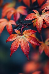 Wall Mural - Close up of red maple leaves with water droplets after autumn rain