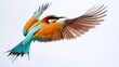 colorful bird with a long tail flying white background