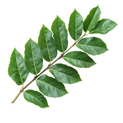 Wall Mural - Curry leaves isolated on transparent background
