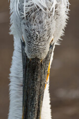 Close up portrait of a Dalmatian Pelican