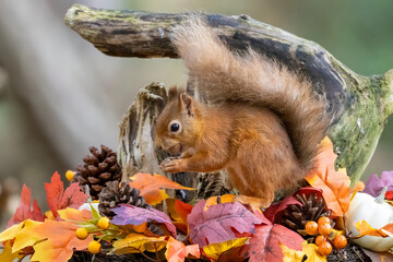 Wall Mural - Curious little scottish red squirrel in an autumnal scene in the forest