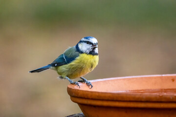 Wall Mural - Cute little blue tit bird having a drink of water from a dish