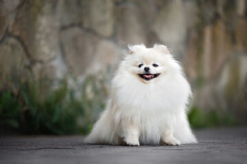 Wall Mural - beautiful cream pomeranian spitz dog sitting outdoors