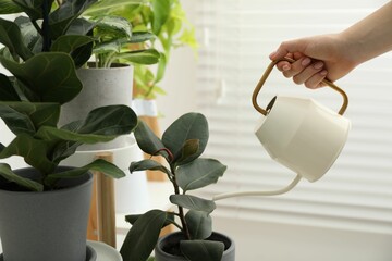 Wall Mural - Woman holding watering can near beautiful houseplant indoors, closeup