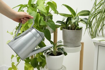 Wall Mural - Woman holding watering can near beautiful houseplant indoors, closeup