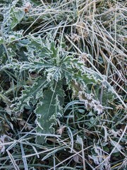 Frost on the leaves in the morning