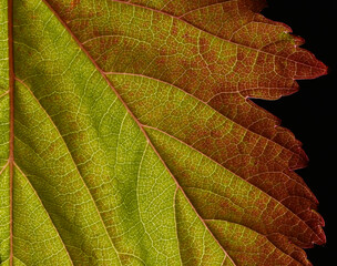 Macro of green and red leaf in autumn, veins and structures visible.  Edge of leaf in frame, dark background.  Dramatic shadows.