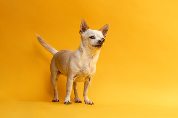 Poster - Colorful und funny portrait of a female Chihuahua dog in front of yellow studio background, text space