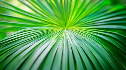 Close-up of tropical palm leaf, vibrant green pattern. Nature and botanical concept