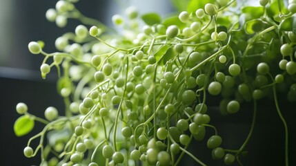 Poster - Close-Up of Green Plant with Round Berries