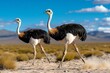 © Thanyarat - A pair of ostriches running across the open plains, with their long legs kicking up dust, representing the unique and diverse wildlife of the savannah