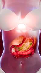 Wall Mural - Symptoms of acid reflux or excess acid in the stomach. Gastric juice and intestinal model within the abdominal cavity. Burning sensation in the middle of the chest, acid reflux. 3D Rendering	