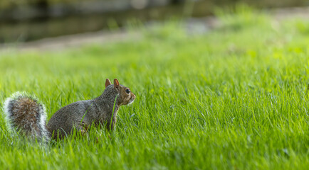 squirrel in the park