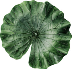 Poster - A large, green leaf