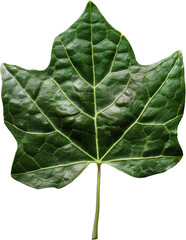 Poster - Close-up of a green leaf