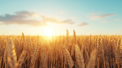 Canvas Print - Golden Wheat Field at Sunset   Nature Landscape Photography