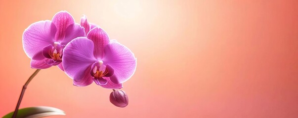 Pink orchid flower on soft gradient background