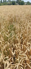 field of wheat