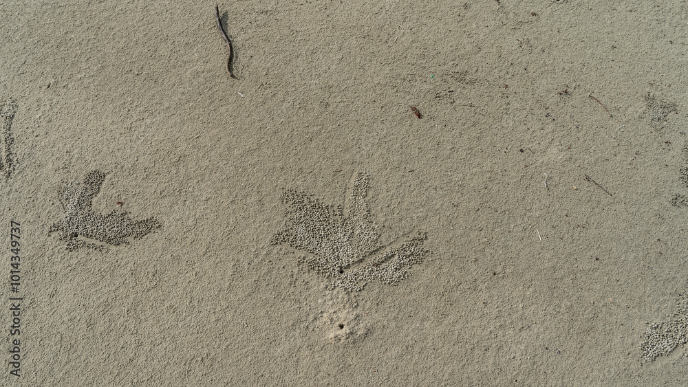 The holes of sand bubbler crabs burrows are visible on the sandy beach ...