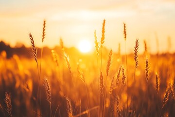 Golden Wheat Stalks in a Field at Sunset.