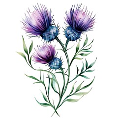 Sticker - Watercolor Illustration of Purple Thistle Flowers with Green Leaves.