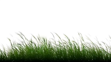 witness beautiful movement high grass blowing wind olated alpha channel perfect digital composition 