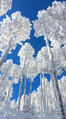 Poster - Snow-covered trees reach up to a bright blue sky on a sunny winter day.