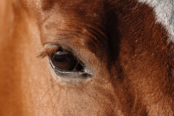 A close-up of a magnificent horse, showcasing strength and elegance. Perfect for promotional materials, posters, or illustrations related to equestrian sports and nature.